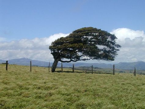 THE TREE WOULD LOOK GOOD GOING DOWN THE HIGHWAY. BUT WHAT ABOUT WHEN YOU'RE PARKED? Wind In Trees, Tree Blowing In The Wind, Blowin' In The Wind, Painting Landscapes, Tree People, Earth Wind, Splash Page, Big Tree, Storm Clouds