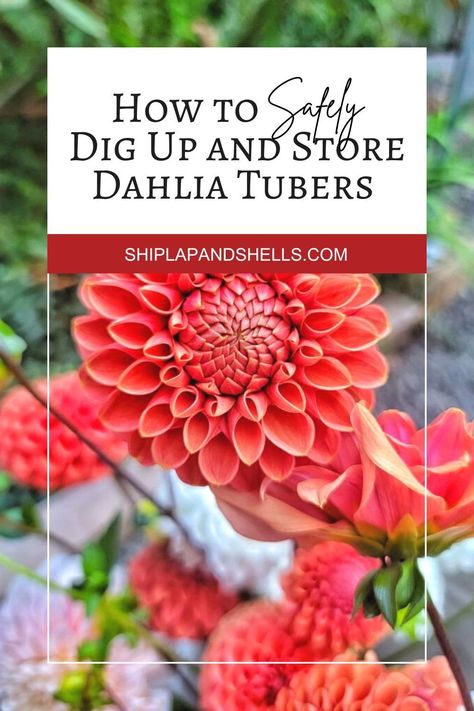 Protect your dahlias for a stunning comeback next year with this guide from Shiplap and Shells on How to Safely Dig Up and Store Your Dahlia Tubers During the Winter Season. How To Store Dahlia Tubers For Winter, Dahlia Flower Garden, Dahlia Care, Cut Garden, Flower Farming, Fall Fun Food, Dahlia Tubers, Dahlias Garden, Growing Dahlias