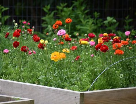 Growing Ranunculus In Zone 6, Growing Cut Flowers Zone 9, Ranunculus Garden Bed, Ranunculus In Garden, Growing Ranunculus In Pots, How To Grow Ranunculus, Ranculus Flowers Care, Runuculous Flower, Ranaculas Growing