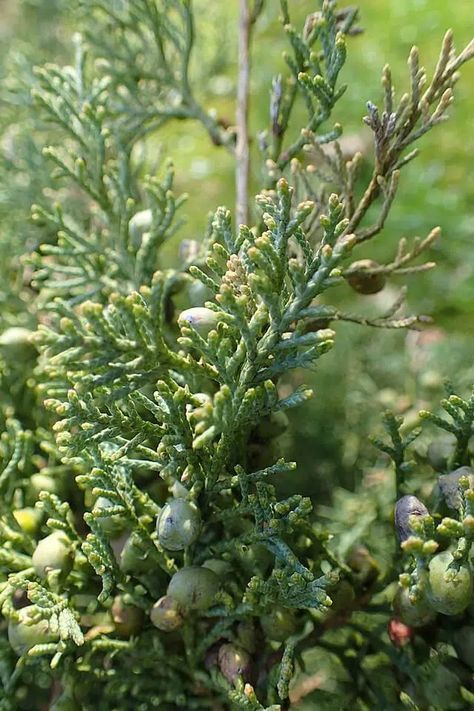 Cedar Berries, Eastern Red Cedar, Medicinal Tea, Cedar Trees, Wild Edibles, Evergreen Trees, Native American Tribes, Tree Shapes, Red Cedar