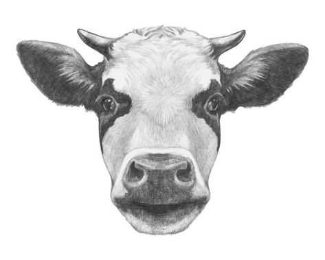 800 Funny Cow Face Drawing Illustrations & Clip Art - iStock Dairy Cow Art, Drawings Techniques, Cow Sketch, Farm Animal Paintings, Drawing 101, Print Sketch, Cow Tattoo, Holstein Cow, Cow Drawing