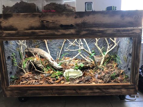 Aesthetic Snake Terrarium, Snail Vivarium, Corn Snake Enclosure, Snake Vivarium, Pet Toad, Snake Tanks, Snake Habitat, Bioactive Terrarium, Western Hognose Snake