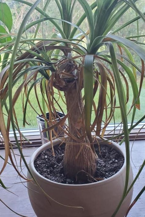 How to Treat Ponytail Palm with Crown Rot Ponytail Palm Care Indoor, Ponytail Plant, Ponytail Palm Care, Ponytail Palm, Snake Plant Care, Palm Plant, Hardy Plants, Leaf Coloring, Garden Tips