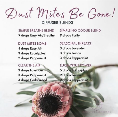 Dust Mites✌🏻 Make Your House Smell Amazing, Diffusing Essential Oils, Natural Asthma Remedies, Asthma Remedies, Doterra Diffuser Blends, Essential Oil Combinations, Essential Oils Cleaning, Essential Oil Diffuser Recipes, Oil Diffuser Recipes