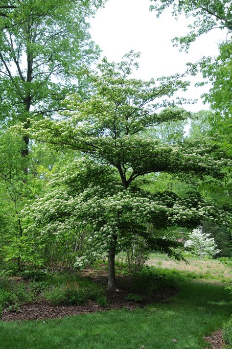 Cornus Alternifolia, Pagoda Dogwood, Backyard Trees, Landscape Plants, Dogwood Trees, Specimen Trees, Backyard Inspiration, Pollinator Garden, Woodland Garden