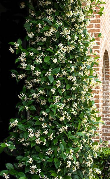 Common Jasmine Plant, Star Jasmine Trellis, Jasmine Wall, Jasmine Tree, Jasmine Garden, Manifest 2024, Arabian Jasmine, Plant Palette, Jasmine Vine