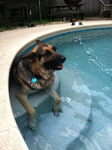 German Shepherd Breeds, German Shepherds, German Shepherd, Swimming, Wonder, Pool, Dogs, Animals