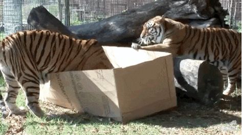 Lions And Tigers Play In Cardboard Boxes Just Like Big Kittens Big Cats In Boxes, Cats In Boxes, Big House Cats, Cat Box, Domestic Cat, Large Animals, Cat Gif, Cat House, Funny Babies