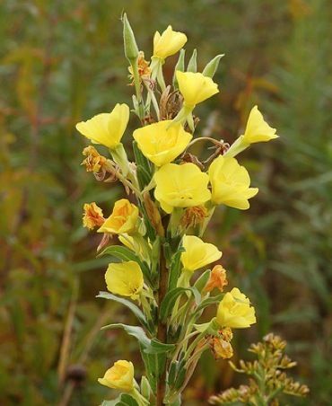 Common Evening Primrose, Appalachian Foraging, Vitamine E Capsules, Homestead Skills, Oenothera Biennis, Evening Primrose Flower, Primrose Plant, Primrose Flower, Winter Sowing