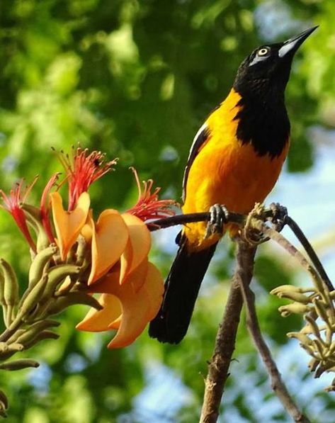 El #AveNacional de #Venezuela el pajaro #Turpial con un característico trinar se alimenta de frutas y pequeños insectos ... South American Countries, Tropical Rainforest, Exotic Birds, Caribbean Sea, Fallen Angel, South American, Flowers Nature, Domain Names, Beautiful Birds