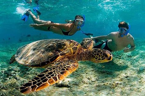 Akumal Dive Shop - All You Need to Know BEFORE You Go - Updated 2022 (Mexico) - Tripadvisor Costa Maya Excursions, Apo Island, Cancun Tours, Ibiza Sunset, Dumaguete, Costa Maya, Best Snorkeling, Gili Trawangan, Kona Hawaii