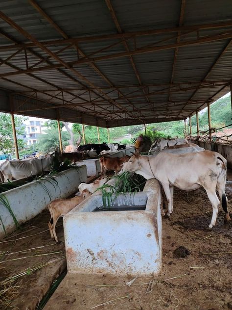 We (Datapro Computers Pvt Ltd ) sponsored one load of green grass for cows at Sri Sri Sri Gnanananda Ashramam at Hanumanthawaka. Visakhapatnam. #datapro #donated #service #cowsfeeding #cows #food #feeding #grass #humanity #animals #animallovers #animalcare #calf #calffeeding #feed #help #helpful #helpingothers #helping #helped #god #vizag #visakhapatnam #siripuram #mvp #dwarakanagar #gajuwaka #pendurthi #andhrapradesh #india Cow Feeding, Cow Farm, Sri Sri, Visakhapatnam, Farm Design, Green Grass, Pet Care, Cow, Horses