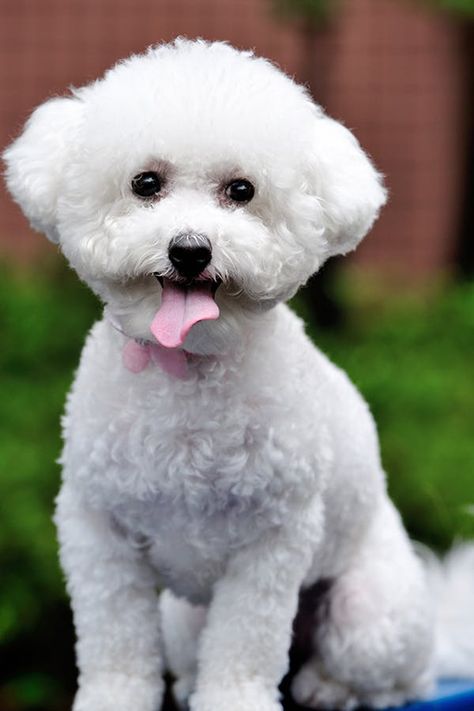 19 Best Small Dogs for Kids (Because…Double the Cute, Right?) #purewow #dogs #family #children Small Dogs For Kids, Dogs For Kids, Low Shedding Dogs, Dog Breeds That Dont Shed, Non Shedding Dogs, Best Small Dogs, Hypoallergenic Dog Breed, Bichon Frise Puppy, Allergic To Dogs