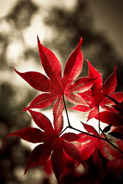 red Flor Tattoo, Wallpaper Autumn, Red Leaves, Airbrush Art, Japanese Maple, Autumn Beauty, Jolie Photo, Carp, Shades Of Red