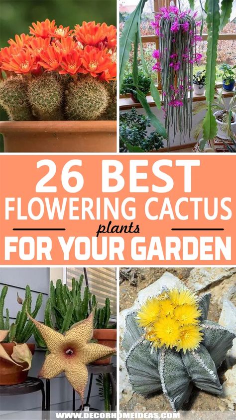 Gardening Inside, Cactus Arrangement, Flowering Cactus, Arizona Landscape, Blooming Cactus, Cactus Planter, Patio Planters, Unique Planter, Succulent Garden