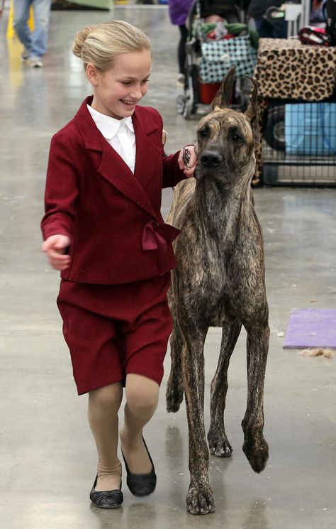 Dog Show Handler Outfit, Dog Shows, Dog Oc, Show Dogs, Dogs Aesthetic, Westminster Dog Show, Giant Dog Breeds, Dogs Grooming, Weimaraner Dogs