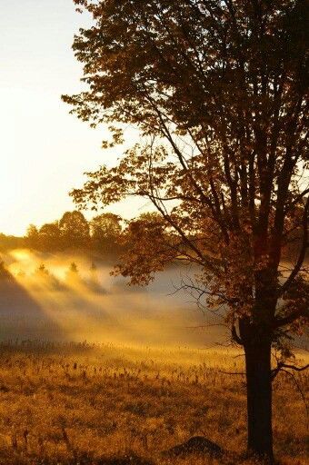 Beautiful sunrays Autumn Morning, Fabulous Fall, Autumn Beauty, Fall Photos, Belle Photo, Nature Beauty, Sunrise Sunset, Beautiful World, Autumn Leaves