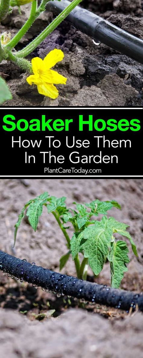 Soaker hoses - an efficient way to irrigate plants, reducing water waste as water slowly seeps through tiny pores, no runoff, less water evaporation. [MORE] Garden Irrigation Ideas Diy, Garden Irrigation Ideas, Watering Garden Ideas, Drip Hose, Water Evaporation, Garden Watering System, Water Irrigation, Ferns Garden, Soaker Hose