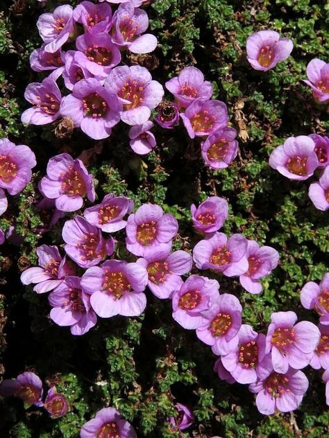 Purple Saxifrage, Dark Materials, His Dark Materials, Dark Material, Running, Tattoos, Purple, Plants