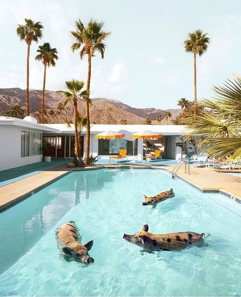 3,051 Likes, 61 Comments - Visit Palm Springs (@visitpalmsprings) on Instagram: “Palm Springs misses you pig time! We can't wait to welcome you back to our beautiful destination.…” Palm Springs Architecture, Paul Fuentes, Pig Party, Fine Photography, Photography Series, Mexican Artists, Travel Photographer, World Market, Color Photography