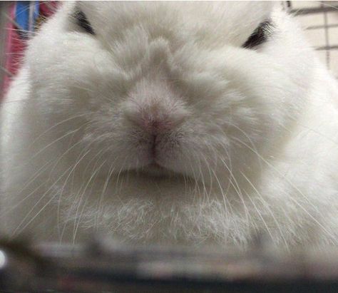 Grumpy Bunny, Cute Bunny Pictures, Bunny Pictures, Arte Sketchbook, Silly Animals, Baby Bunnies, Animal Planet, Funny Animal Pictures