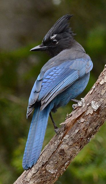 Steller's Stare Steller's Jay. He wasn't much interested in me, but that intensity was definitely focused on something! Aesthetic Pets, Pets Aesthetic, Birds Pet, Bird Carving, Pet Memes, Jay Bird, Airbrush Art, Nature Birds, Pet Bird