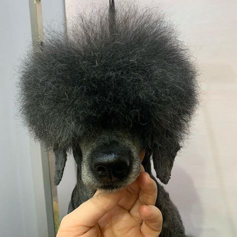 15 Funny Haircuts For Poodles That Will Make Your Day Happy | PetPress Funny Poodle, Poodle Haircuts, Poodle Haircut Styles, Cute Clown Makeup, Polish Chicken, Poodle Hair, Poodle Haircut, Poodle Cuts, Dog Haircuts