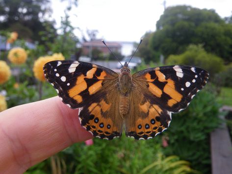 Painted Lady Tattoo Butterfly, Vanessa Butterfly Tattoo, Painted Lady Butterfly Drawing, Painted Lady Butterfly Tattoo, Painted Lady Tattoo, Native Backyard, Vanessa Butterfly, Painted Lady Butterfly, Lady Butterfly