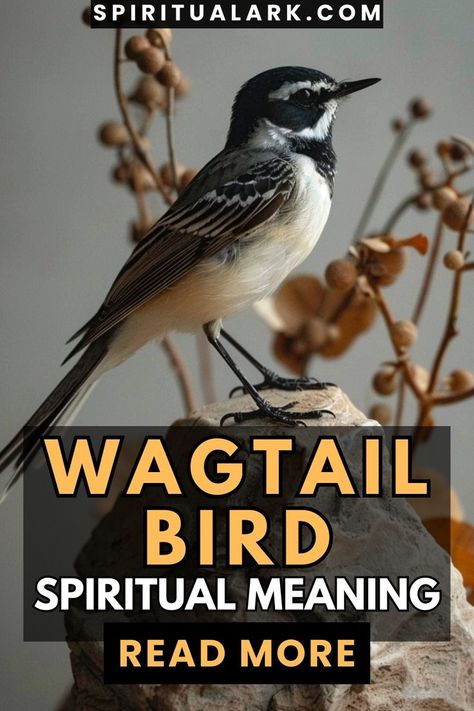 at the top of this post is the website source which is "SpiritualArk.com", at the center of this post is a photo of a Wagtail Bird, at the lower center of this post is the title that says, "wagtail bird, spiritual meaning", and at the bottom of this post is a button that contains the words "read more" Wagtail Bird, Bird Symbolism, Symbols Of Hope, Hope Symbol, Spiritual Meaning, Different Cultures, Spiritual Guidance, How To Find Out, Meant To Be