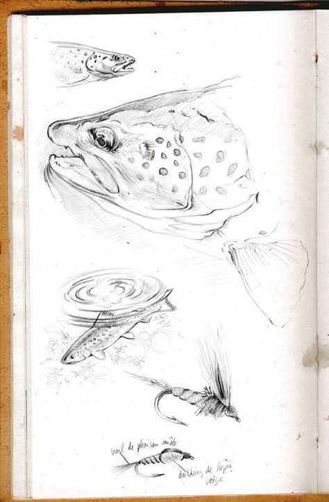 Trout Drawing Simple, Trout Drawing Sketch, Fishing Sketch Drawing, Trout Drawing, Pike Fish Drawing, Salmon Drawing, Rainbow Trout Line Drawing, Fish References, Fly Fishing Tattoo