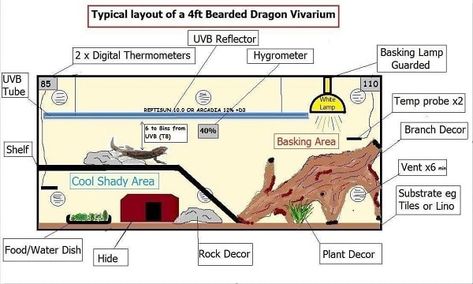 Your Fail Proof Bearded Dragon Lighting Guide for a Dream Habitat Beared Dragon Cage Ideas, Beardie Enclosure, Bearded Dragon Lighting, Bearded Dragon Vivarium, Dragon Terrarium, Bearded Dragon Tattoo, Pet Reptiles, Bearded Dragon Diy, Bearded Dragon Terrarium