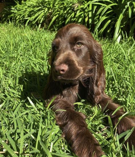 Brown Cocker Spaniel Puppy, 2023 Wrapped, Brown Cocker Spaniel, Chocolate Cocker Spaniel, Chain Outfit, Beach Dog, Dog Mommy, Cocker Spaniel Puppies, Very Cute Dogs