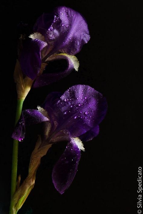 Iris Flowers Aesthetic, Purple Iris Flowers, Dark Orchid, Lotus Pond, Purple Garden, Orchid Purple, Dark Flowers, Nothing But Flowers, Flowers Aesthetic