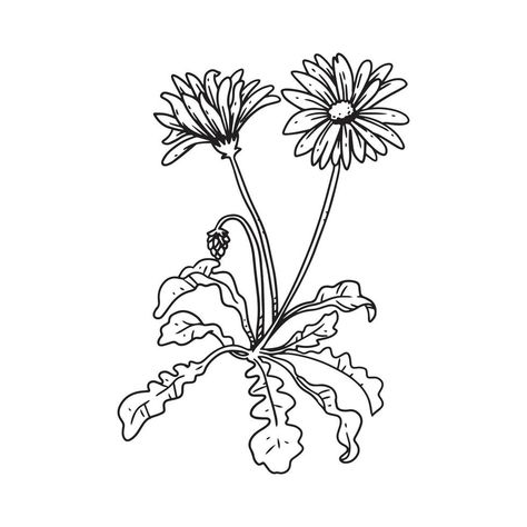 a beautiful outline illustration of aster with stem. flower hand drawn illustration collection for floral design. an element decoration for wedding invitation, greeting card, tattoo, etc. Decoration For Wedding, Aster Flower, Outline Illustration, Card Tattoo, Vector Sketch, Leaf Flowers, Free Vectors, Nature Paintings, Lotus Flower Tattoo