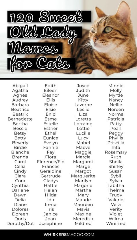 From Betty, Beatrice, and Blanche, to Dorothy, Mavis, Myrtle, and more, check out 120 sweet old lady names for cats right here! #catnames #oldladynames Old Lady Names, Names For Cats, Cute Pet Names, Cats Adorable, Cute Cat Names, Character Prompts, Name Inspiration, Cat Whiskers, Female Names