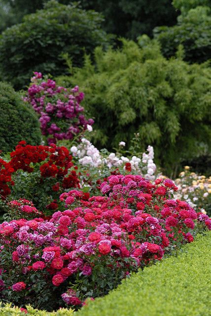 Flower Carpet roses - mixed colors in the landscape. | Flickr - Photo Sharing! Carpet Roses, Landscaping With Roses, Ground Cover Roses, Flower Carpet, Porch Flowers, Walkway Ideas, Red Plants, Garden Walkway, Have Inspiration