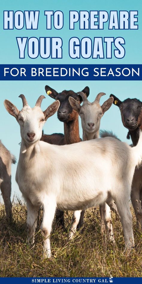 Prepare your goats for breeding season naturally. Learn tips to support your goats during this exciting time on the farm by having a complete goat breeding preparation guide. Discover how to make goat breeding a rewarding experience for everyone involved and get ready for a successful goat breeding season! Goat Breeding, Trimming Goat Hooves, Toggenburg Goat, Breeding Goats, Nigerian Goats, Goat Shelter, Goat Milking, Show Goats, Nubian Goat