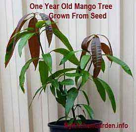 Step-by-step details on how to grow a mango tree from seed in a pot are given to get fruits faster in just 2=3 years! Growing Mango From Seed, Mango Tree From Seed, Growing Mango, Veg Growing, Grow Mango, Mango Plant, Tomatoes In Containers, Growing Tomatoes From Seed, Growing Organic Tomatoes