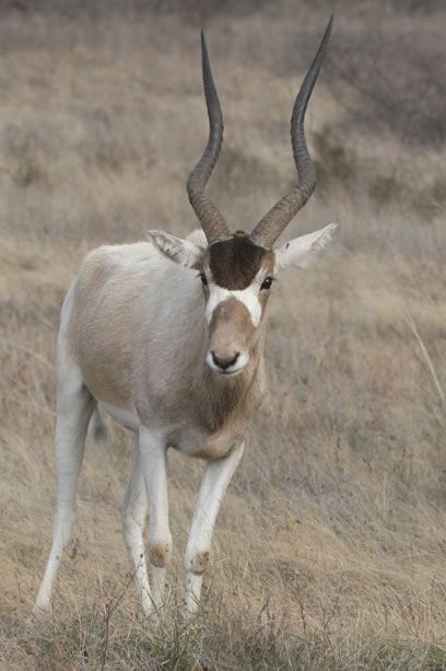 Addax Antelope, Antelope Hunting, Antelope Animal, African Antelope, Different Types Of Animals, Deer Photos, African Wild Dog, The Sahara Desert, Wild Creatures