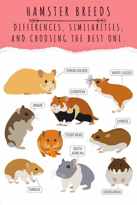 Hamster Breeds Chart, Hamster Species, Hamster Syrian, Hamster Ideas, Chinese Hamster, Hamster Breeds, Roborovski Hamster, Cat Breeds List, Hamster Cartoon