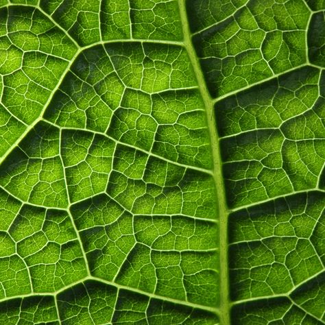 Tactile texture - physical texture on a design that can be touched and felt. In this example, the natural texture of a leaf. Elements Of Art Texture, Photography Elements, Leaf Structure, Geometry In Nature, Texture Drawing, Texture Graphic Design, Tactile Texture, Leaf Drawing, Leaf Texture