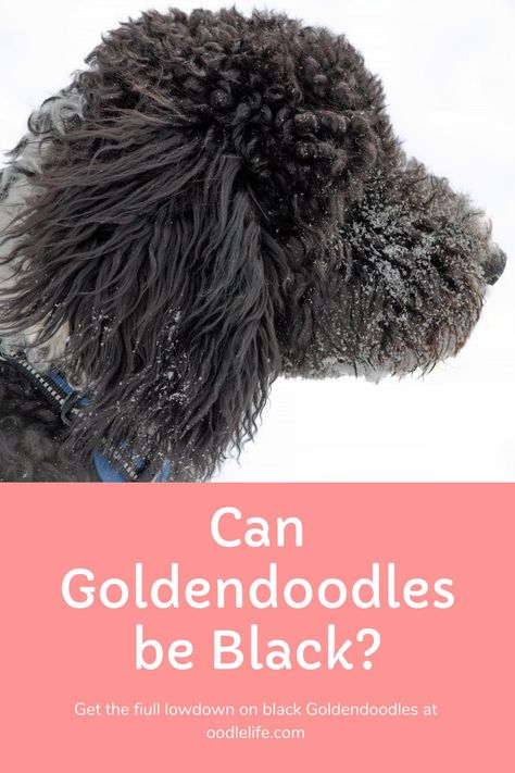 Black Doodle Haircut Styles, Black Goldendoodle Haircuts Teddy Bears, Black Goldendoodle Haircuts, Doodle Haircut Styles, Small Goldendoodle, Teacup Goldendoodle, Medium Goldendoodle, Black Goldendoodle, Black Dog Names