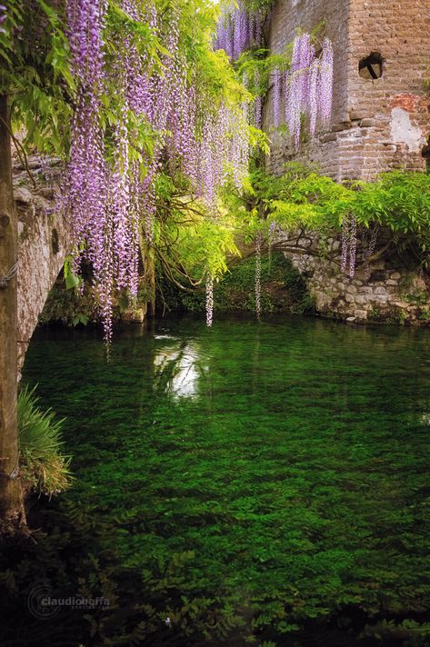 ninfa garden italy | Garden of Ninfa: An ancient gem of romantic beauty in Italy Italy Garden, Garden Italy, Underwater Plants, Famous Gardens, Italian Garden, Romantic Garden, Scenic Landscape, Wisteria, Dream Garden