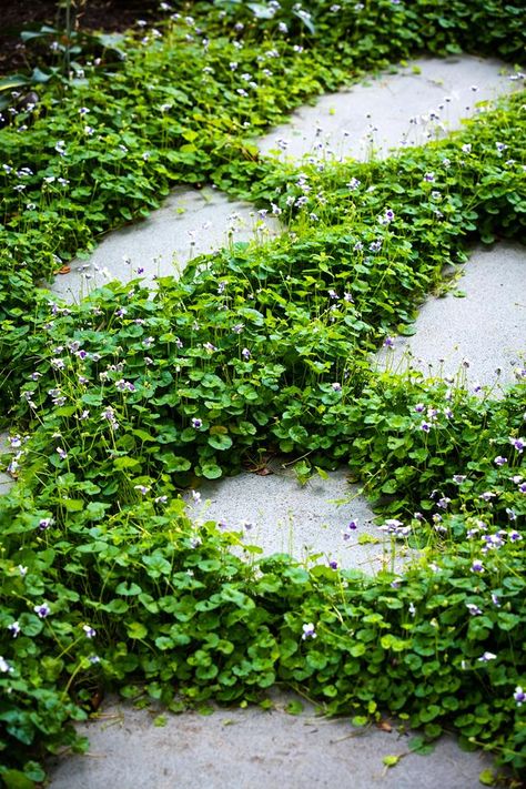 Viola Hederacea, Raised Garden Beds Ideas, Garden Beds Ideas, Furniture Top View, Low Maintenance Garden Design, Beds Ideas, Australian Garden, Front Yards, Ground Cover Plants