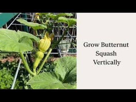 How To Grow Butternut Squash Vertically - YouTube Grow Butternut Squash, Growing Butternut Squash, Seasonal Eating, Growing Potatoes, Eat Seasonal, A Potato, Grow Bags, Butternut Squash, How To Grow