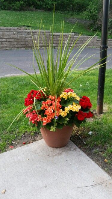 Pot of Begonias in red, orange and yellow. Red Orange And Yellow Flowers, Small Flower Gardens, Summer Flowers Garden, Cottage Wreath, Making Plant Pots, Box Flowers, Container Garden Design, Tropical Backyard, نباتات منزلية