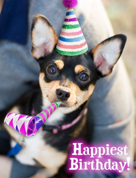 Happy Birthday Chihuahua, Chihuahua Meme, Dog Birthday Wishes, Dog Birthday Pictures, Best Birthday Images, Birthday Images Funny, Birthday Dogs, Happy Birthday Animals, Happy Birthdays