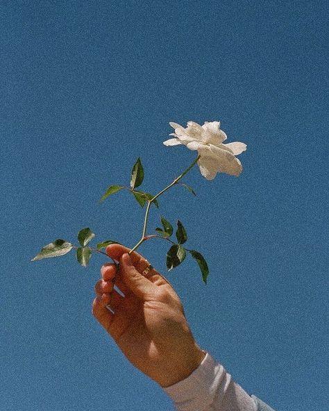 AMUSE SOCIETY (@amusesociety) • Instagram photos and videos Hand Holding Phone, Hands Holding Flowers, Photography Storytelling, Aesthetic Header, $b Wallpaper, Hand Flower, Light Blue Aesthetic, Hand Drawing Reference, Hand Flowers