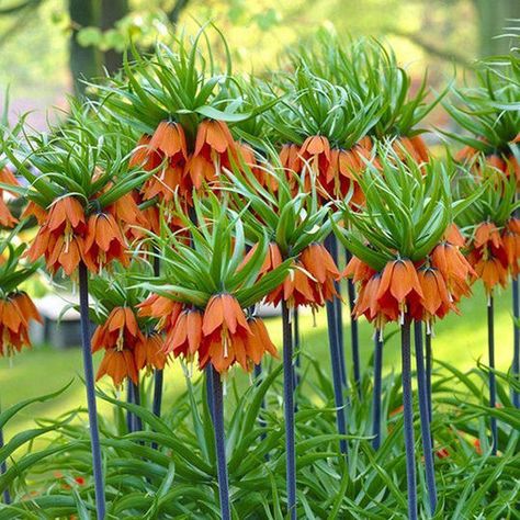 Crown Imperial Fairytale Backyard, Fritillaria Imperialis, Aurora Crown, Bradford Pear Tree, Flower Library, Crown Imperial, Fairy Life, Flowers For The Garden, Plant Shopping