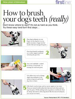 You loved the GIFs. Now print this and give it to clients for something wonderful to chew on to teach some good dog toothbrushing techniques. Brushing Dogs Teeth, Pet Dental Care, Dogs Teeth, Dog Toothpaste, Dog Health Tips, Dog Teeth Cleaning, Health Exercise, Dog Dental, Dog Essentials